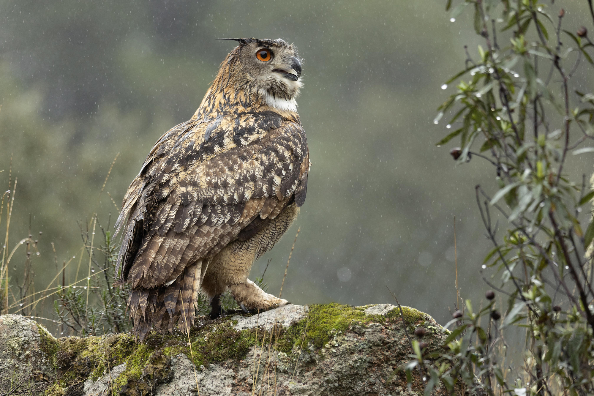 Medalla de oro a la naturaleza