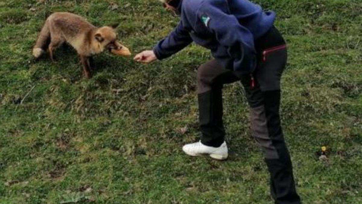 Manso, el zorro mascota de La Raya