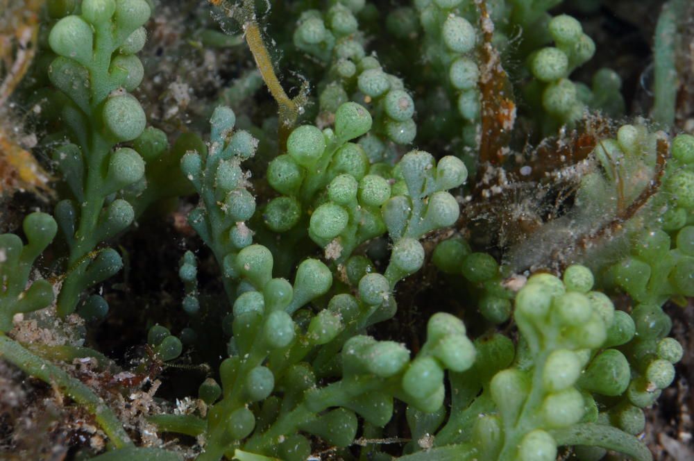 Pla detall de l'alga invasora que la Fundació Mar ha descobert en una cala del Cap de Creus i que treu l'oxigen dels sediments. Imatge cedida aquest 25 de juny del 2018 (Horitzontal)