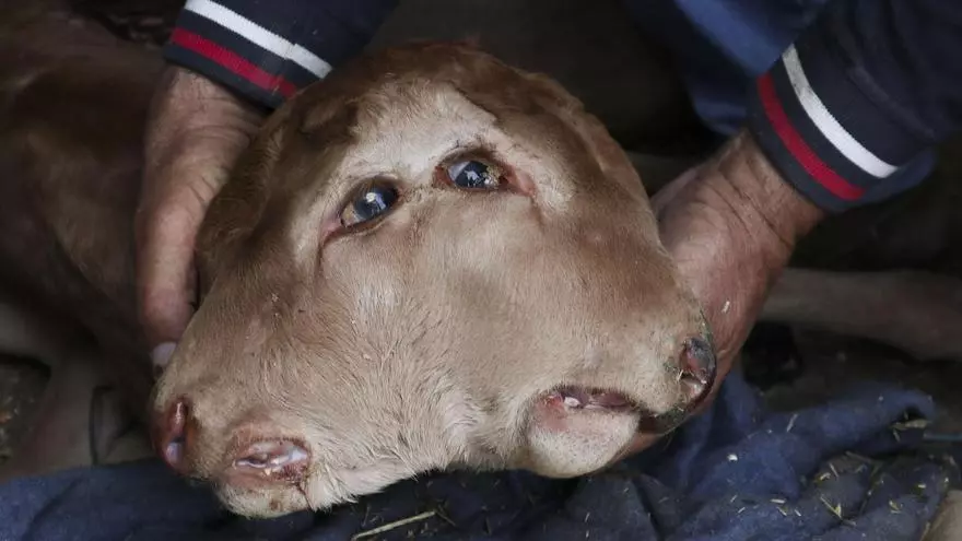 Nace un ternero con dos cabezas, dos bocas y cuatro ojos en Zamora