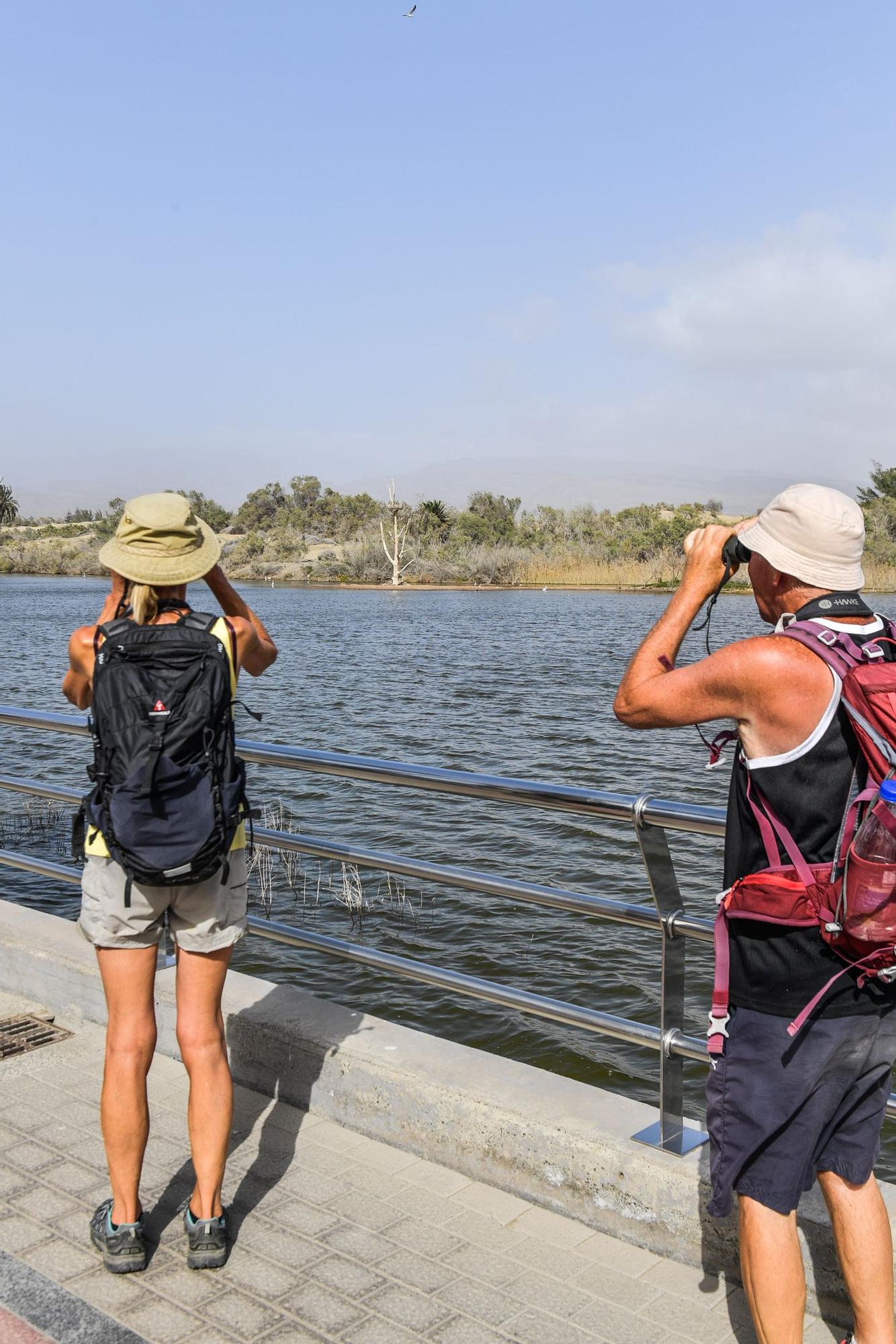 Avistamiento de fauna en la charca de Maspalomas