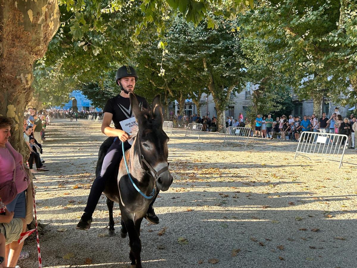 O Gran Derbi Asnal regresa a Padrón en clave de homenaxe aos burros fariñeiros