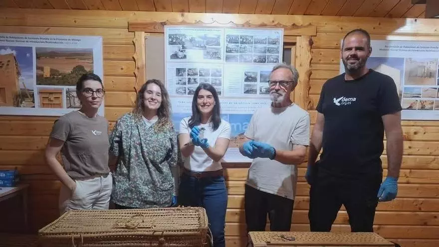 Dema impulsa la conservación del cernícalo primilla en Granada