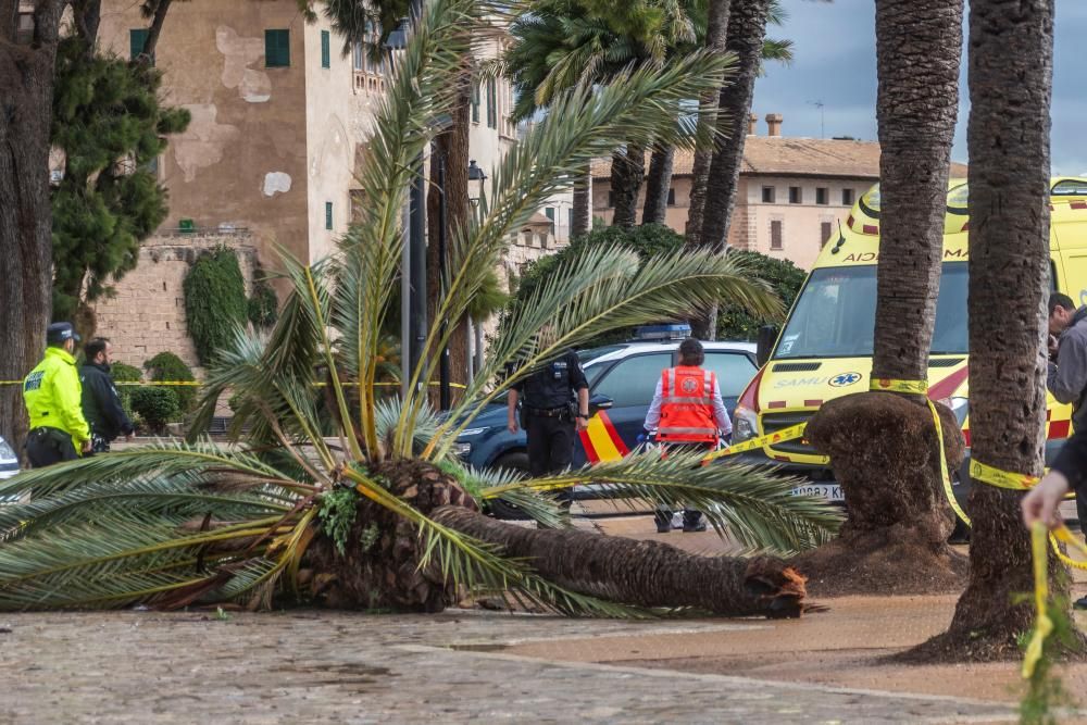 Una mujer fallece en Mallorca al caerle encima una palmera