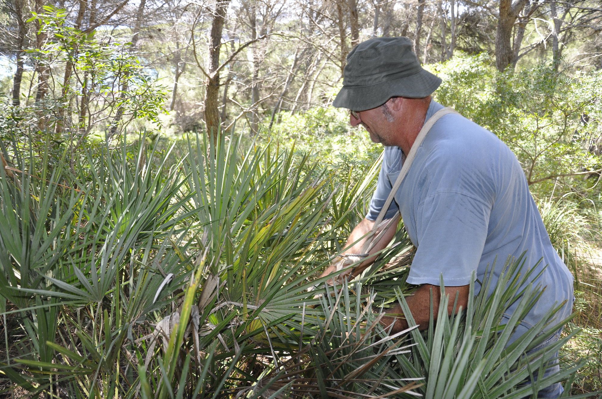 Capdepera recolecta 100 kilos de palmito para las 'Madones de la llata'