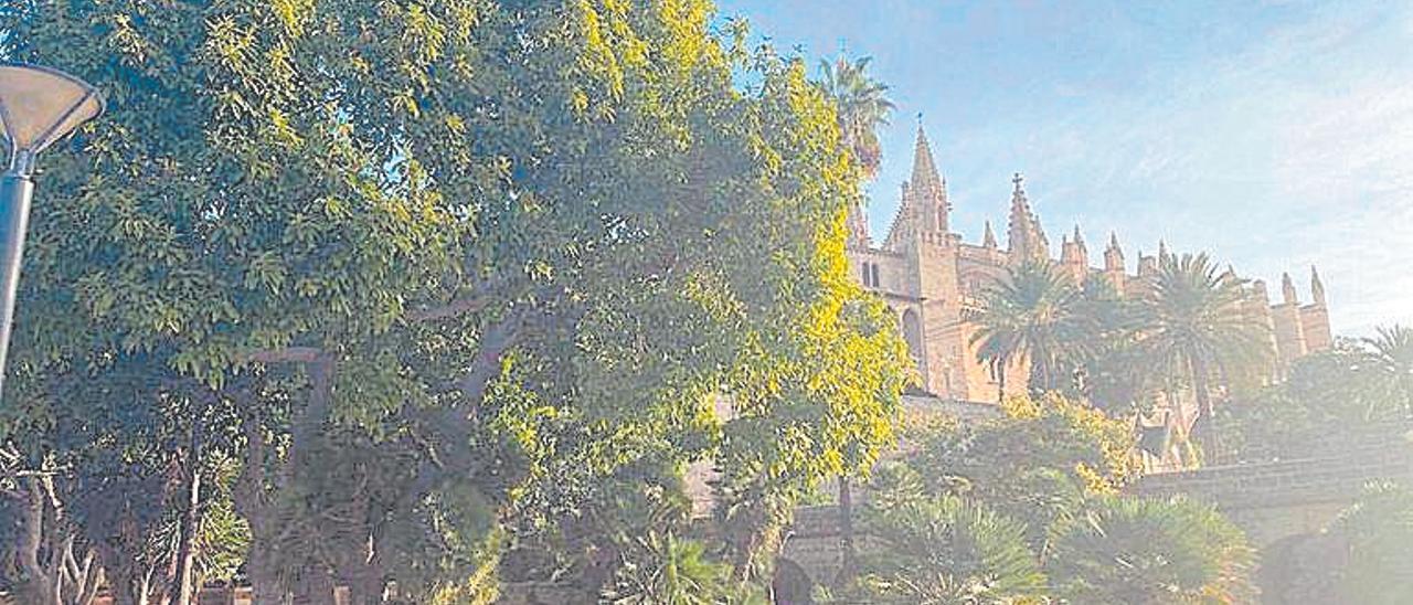 Los árboles no dejan ver el bosque - Diario de Mallorca