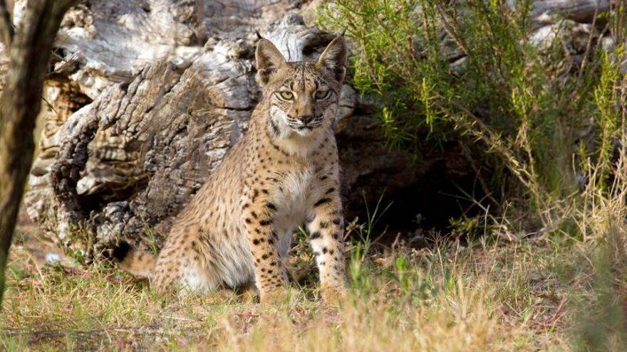 La población silvestre de lince disminuyó en 2012 por primera vez en un lustro