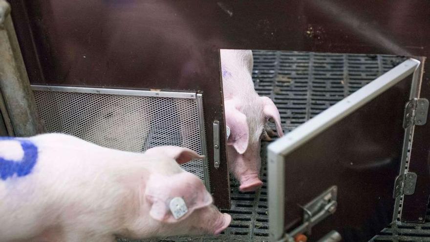 Desarrollan riñones humanizados en embriones de cerdo de hasta 28 días