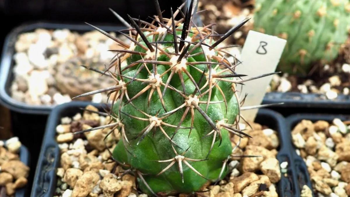 Devuelve la vida a tus suculentas y cactus con este fertilizante milagroso