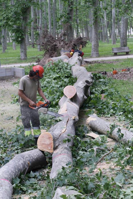 Cau un plàtan de 62 metres al parc de la Devesa