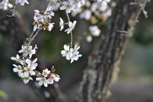 Die ersten Mandelblüten auf Mallorca