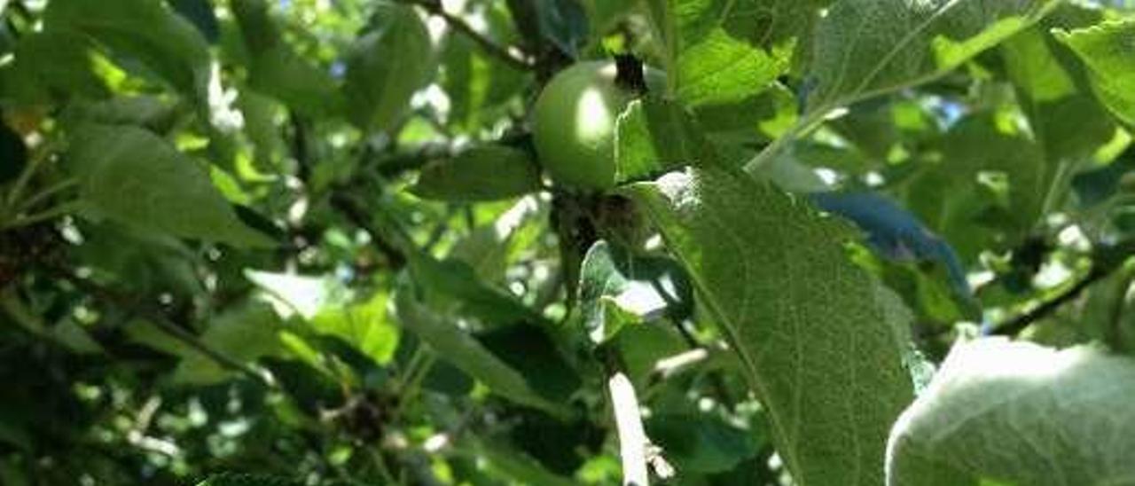 Manzanas recientes en Soto del Barco.