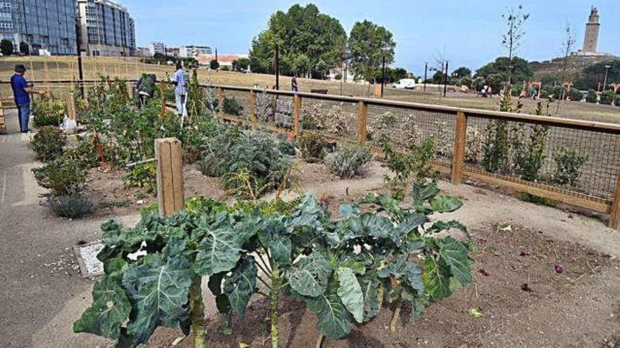 Varias personas trabajan en un huerto urbano del parque Carlos Casares.