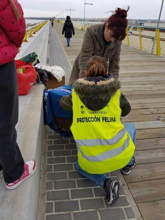 Voluntarios del CES y el Albergue Municipal han colaborado con la castración de 571 gatos en Torrevieja este año. En dos años la campaña ha evitado el nacimiento de 18.000 crías.