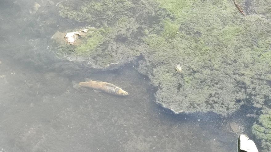 Peixos de l&#039;Onyar morts, abans que els treguin amb electrocucions