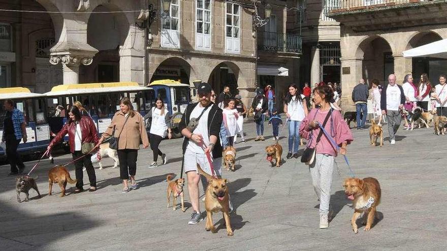 La comitiva de perros del albergue, en la Plaza Mayor, durante la caminata pro adopción. // Iñaki Osorio