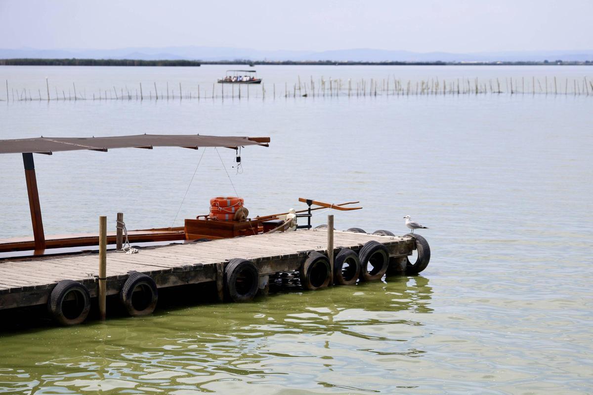 La salinización avanza en l'Albufera