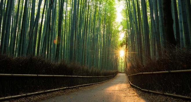 Pristine bamboo forest at sunrise