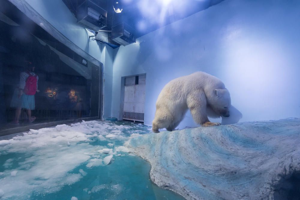 Un oso polar en un acuario de China.