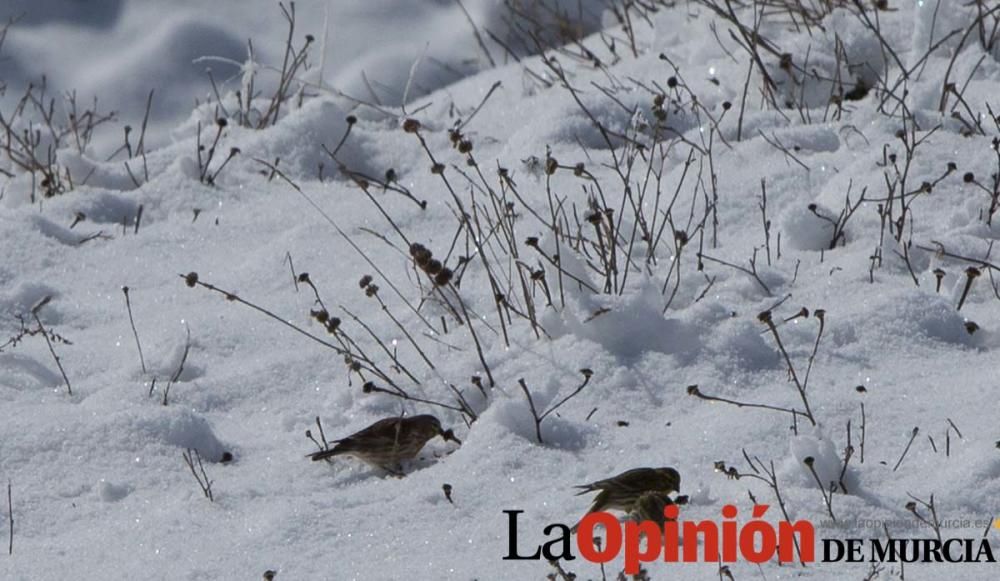 Nieve en el Noroeste