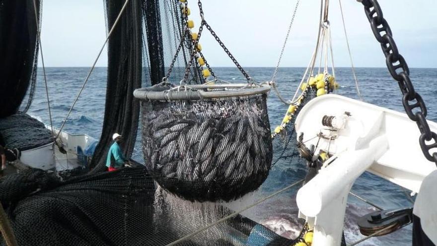 La mitad de los españoles no descarta comprar atún pescado p