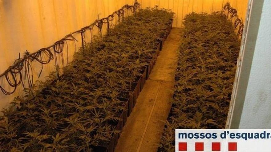 Detenido por cultivar 3.791 plantas de marihuana en contenedores de barco