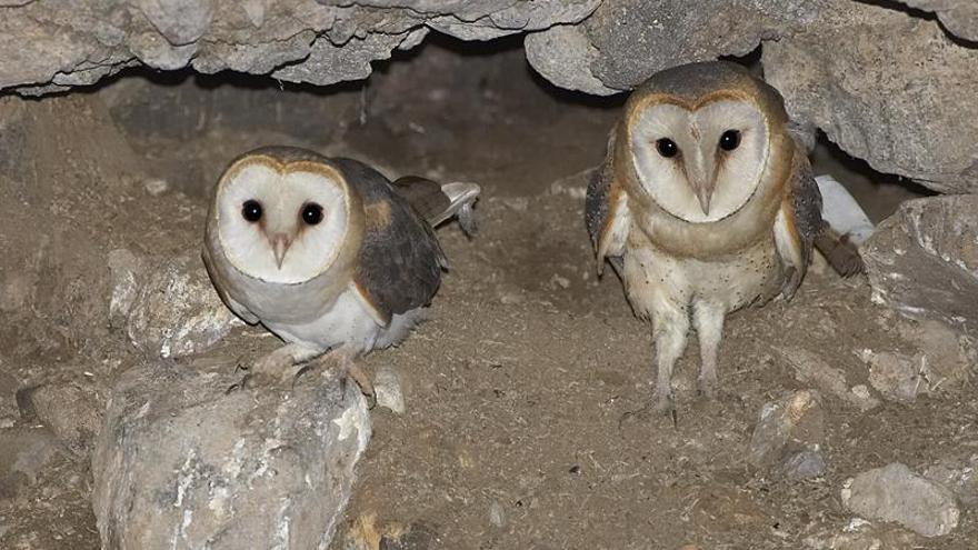 Imagen de dos ejemplares de lechuza majorera. | | CONSEJERÍA INSULAR DE SOSTENIBILIDAD MEDIOAMBIENTAL