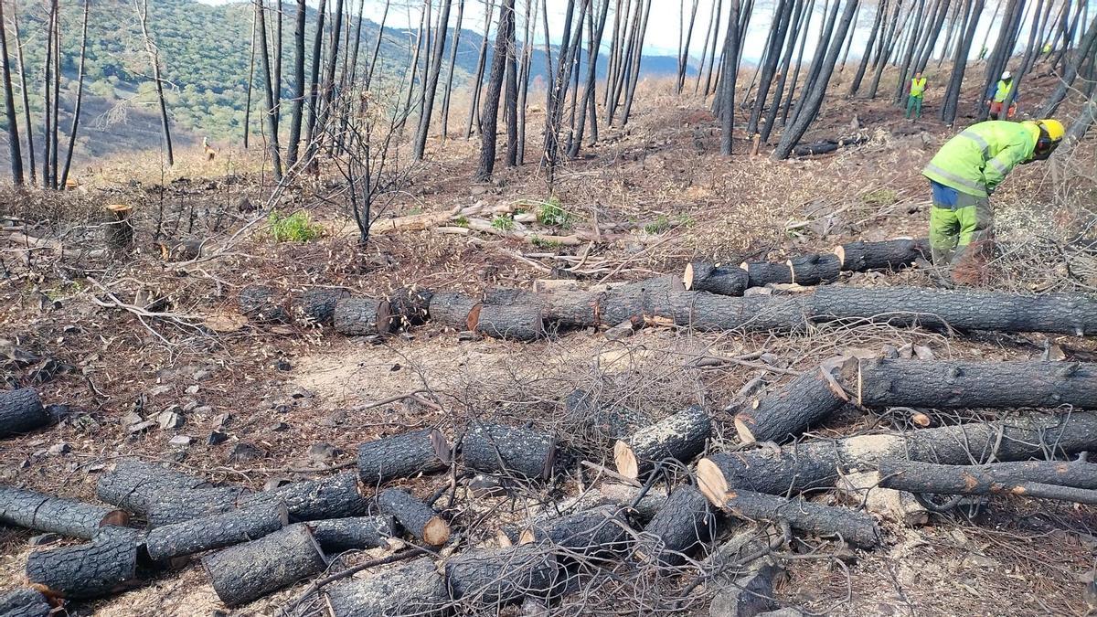 Trabajos manuales para retirar la madera quemada con mínimo impacto en el Parque Nacional de Monfragüe.
