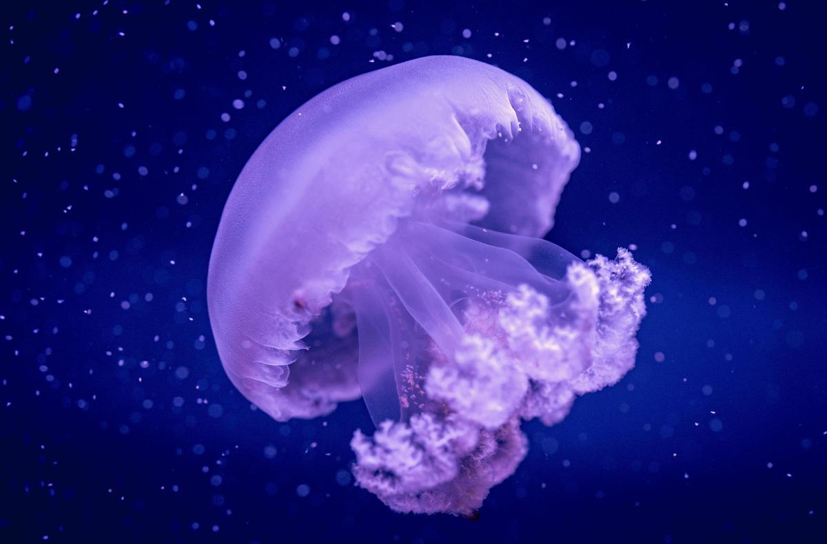 Así es la medusa de barril que puedes visitar en el Oceanogràfic de València.