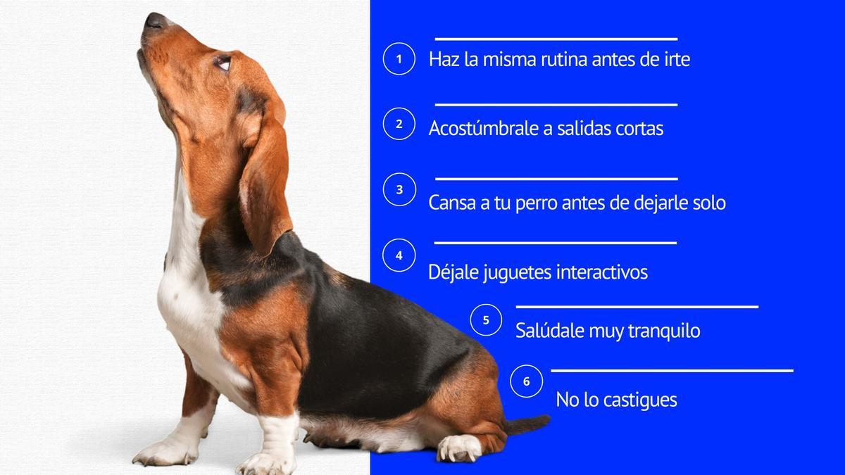 Infografía con las claves para que tu perro supere la ansiedad por separación