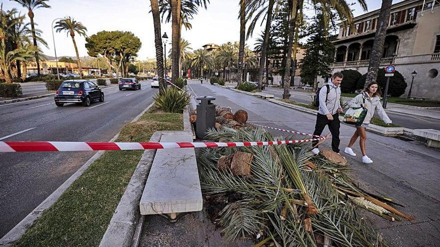 Talan una palmera y un pino por peligro de caída