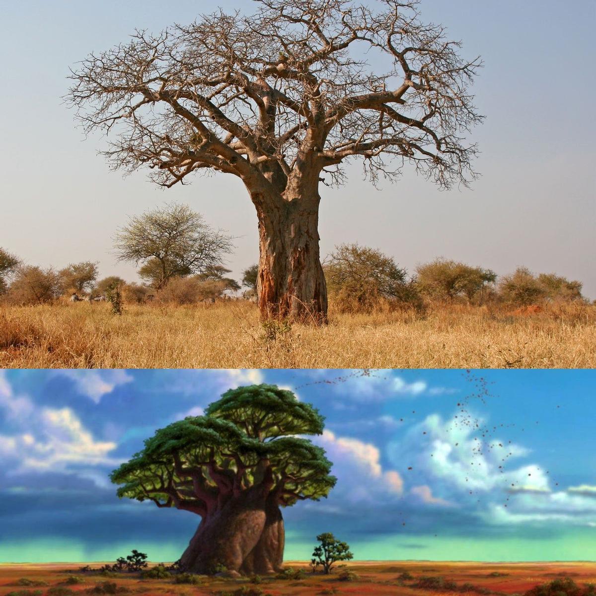 Baobab africano - El árbol de Rafiki, el Rey León