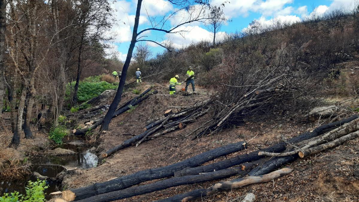 Retirada de los arboles calcinados.