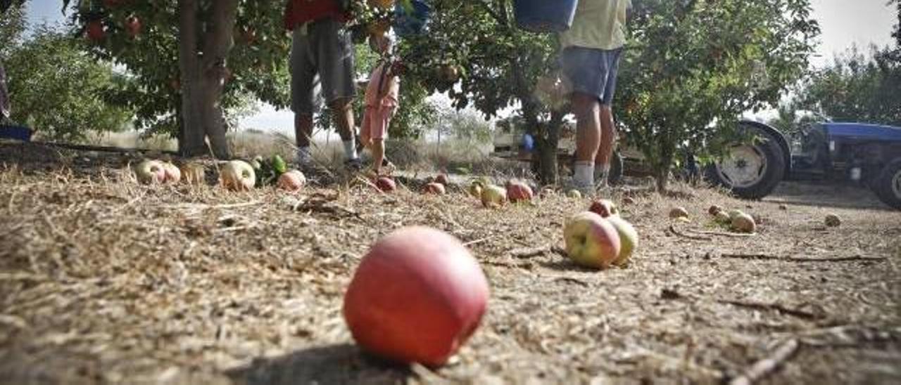 Manzanas en el suelo