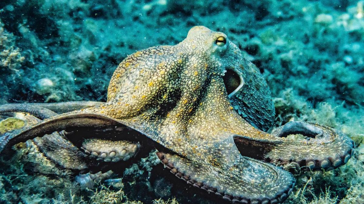 Un ejemplar de pulpo (octopus vulgaris).