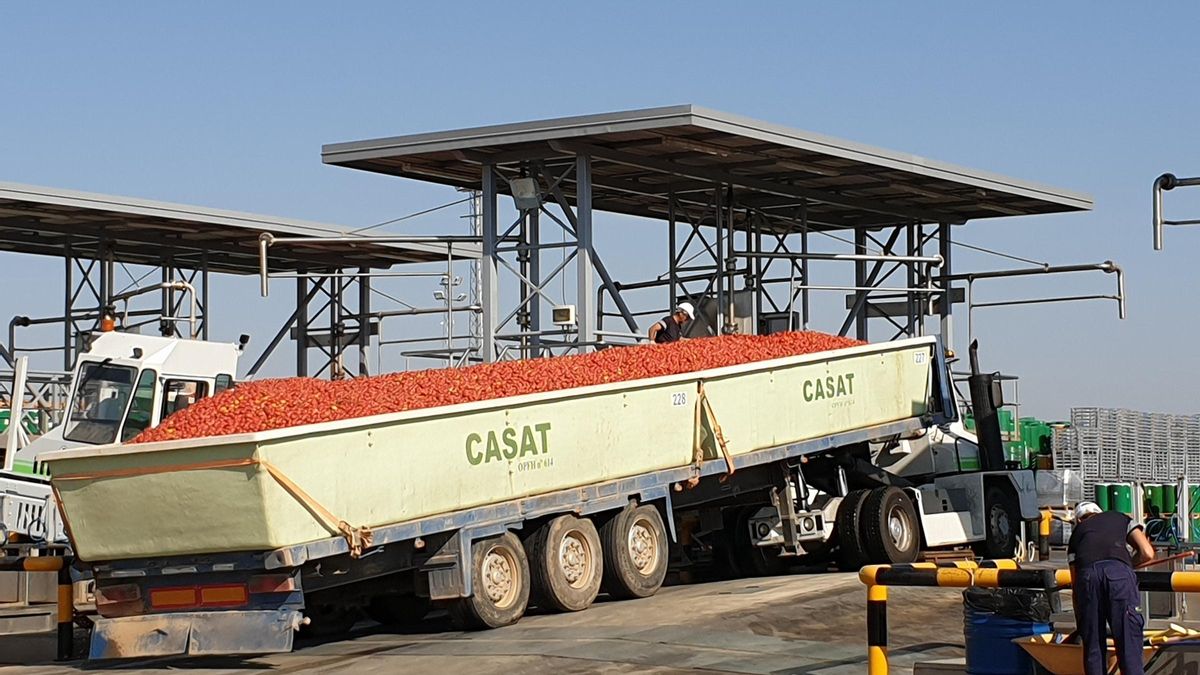 Agricultores entregando tomate para su transformación, en las instalaciones de Casat.