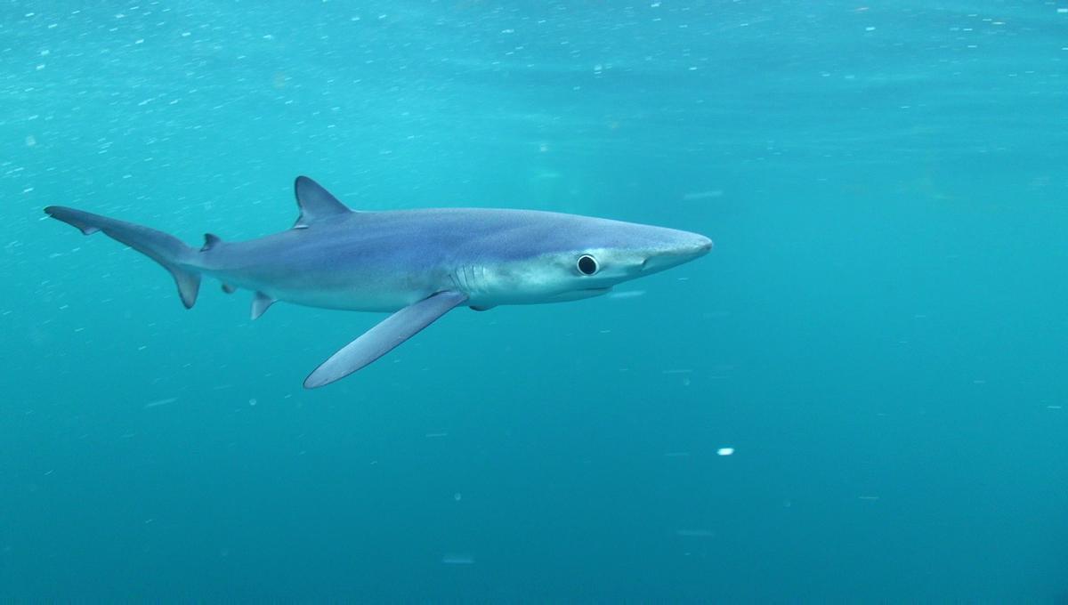 «Marcados para sobrevivir». Investigadores gallegos utilizan la telemetría para estudiar rayas y centollas en las rías y tiburones en el Atlántico