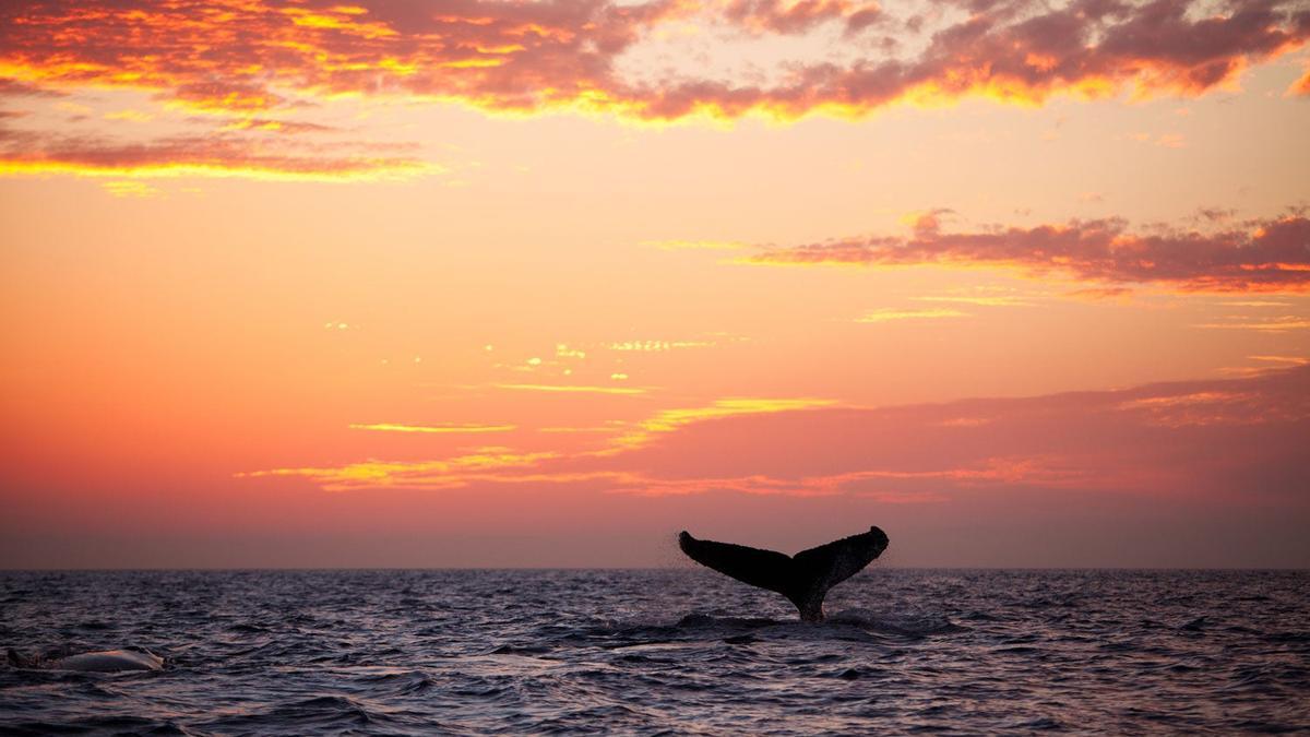 Panamá, santuario de las ballenas jorobadas