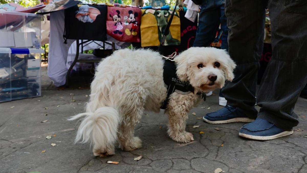 Un perro en la Feria de los Animales en València