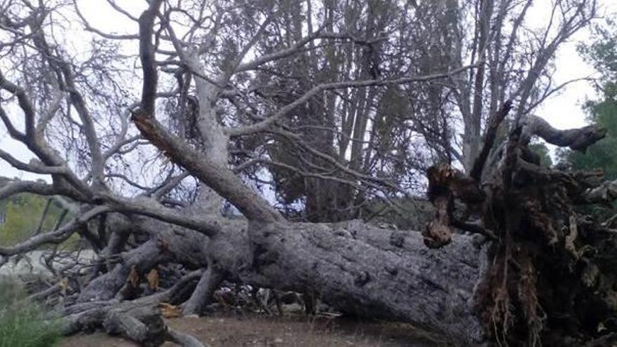 Se desploma el Pi de la Bassa, el árbol monumental de Serra