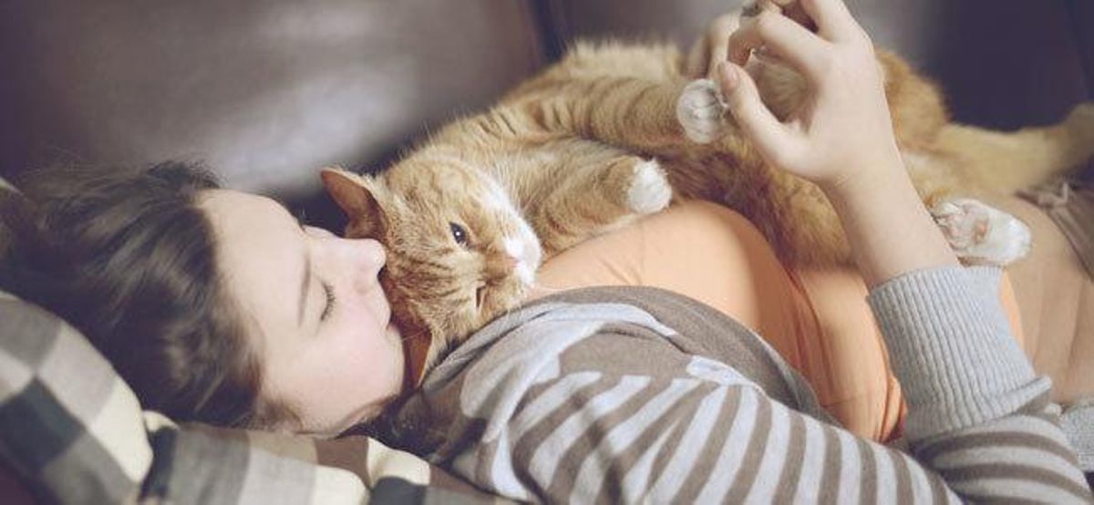 Diez señales que indican que tu gato te quiere