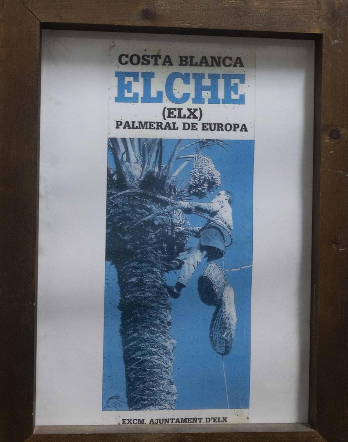 Los últimos palmereros de Elche