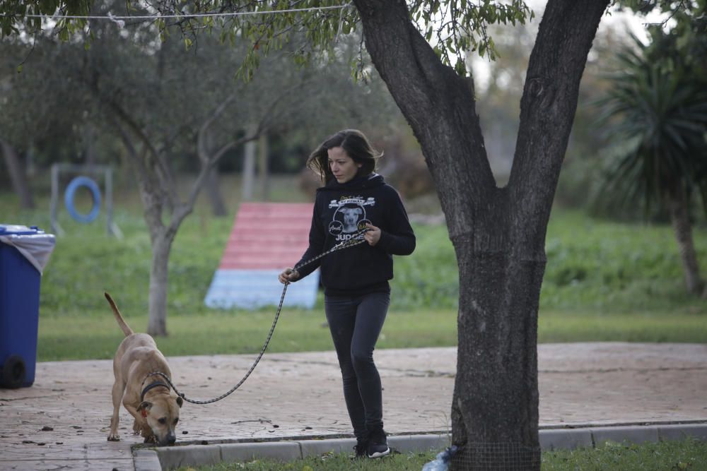 Wer rettet einen Hund aus Son Reus vor dem Tod?