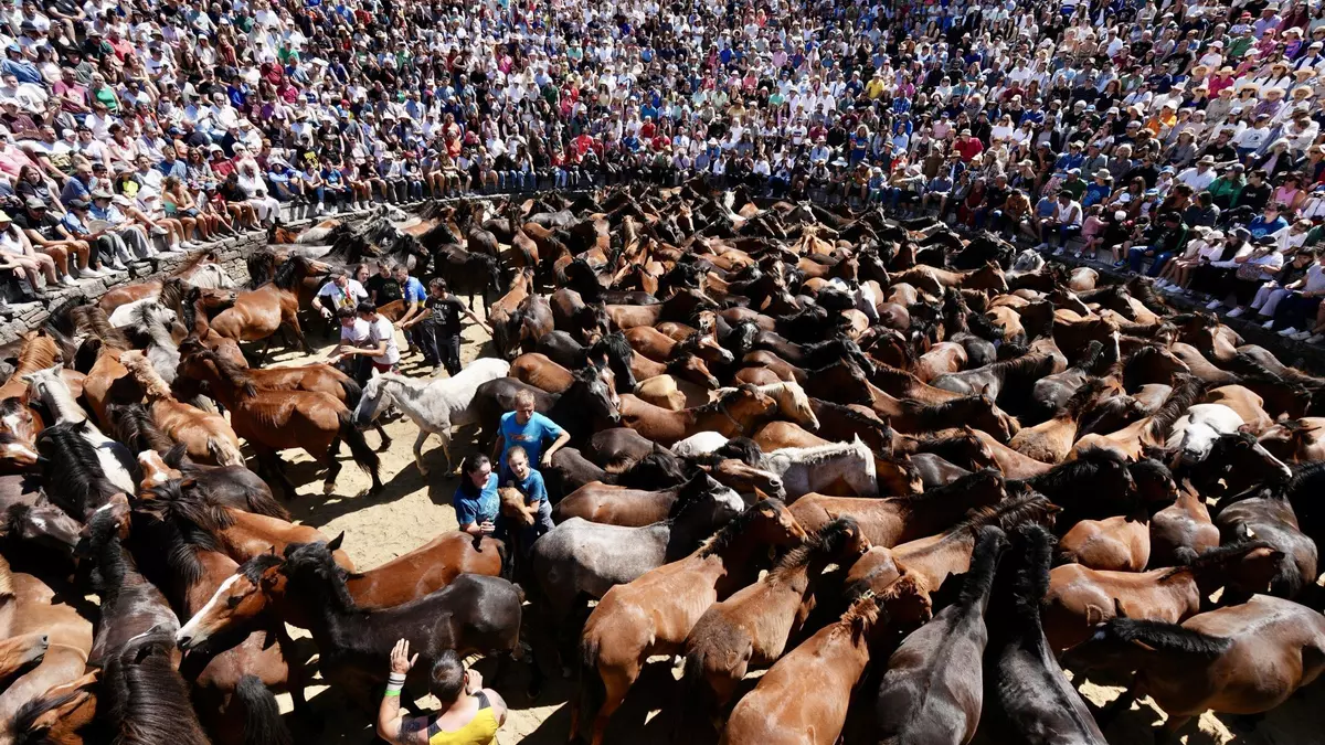 La Rapa das Bestas de Sabucedo se despide con aforo completo