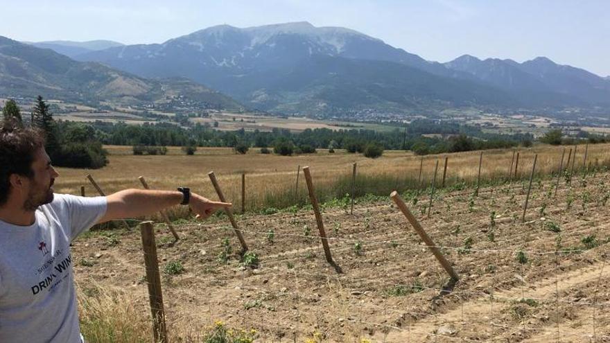 Torre del Veguer dobla l&#039;aposta per fer vi a la Cerdanya i hi planta una nova vinya