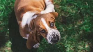 Esta raza de perro es una de las más perezosas e ideal para vivir en un piso o con gente mayor