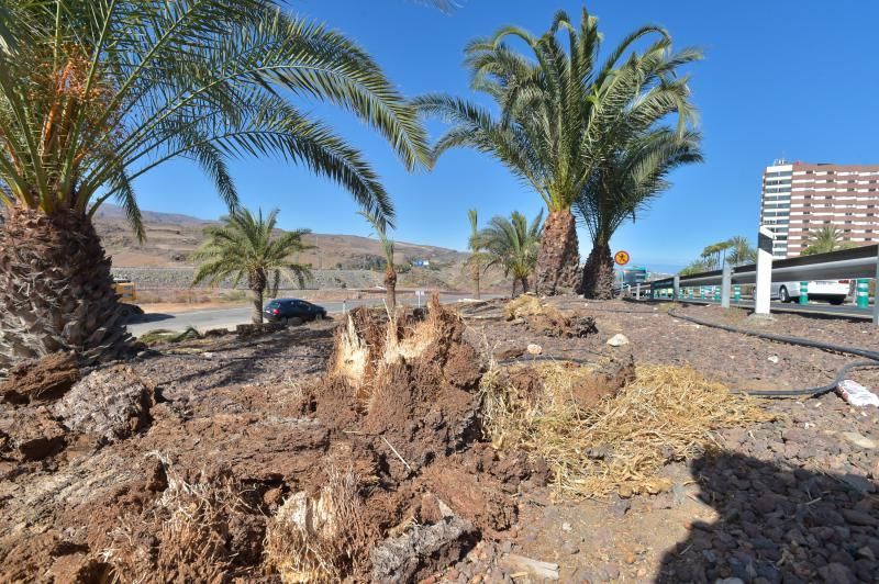 16-08-2018 LAS PALMAS DE GRAN CANARIA. Palmeras taladas en la obra de la rotonda de El Veril. Fotógrafo: ANDRES CRUZ  | 16/08/2018 | Fotógrafo: Andrés Cruz