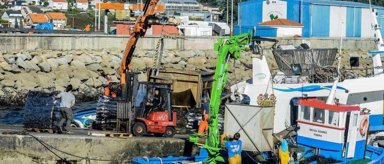 Trabajadores en el muelle de O Xufre, en A Illa de Arousa. // Iñaki Abella