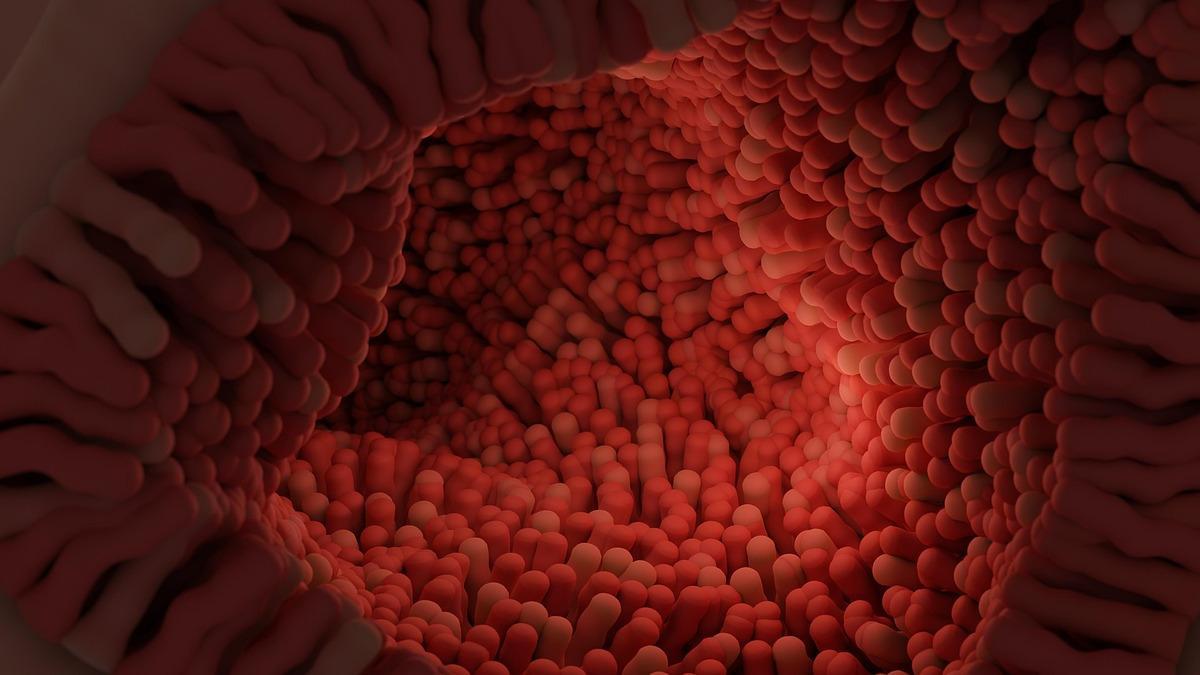 Vellosidades intestinales.