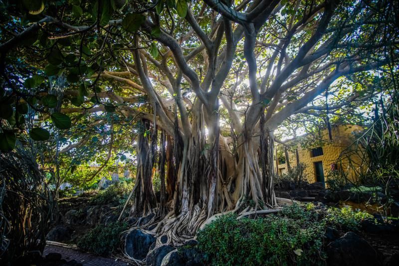 Árboles emblemáticos de Las Palmas de Gran Canaria